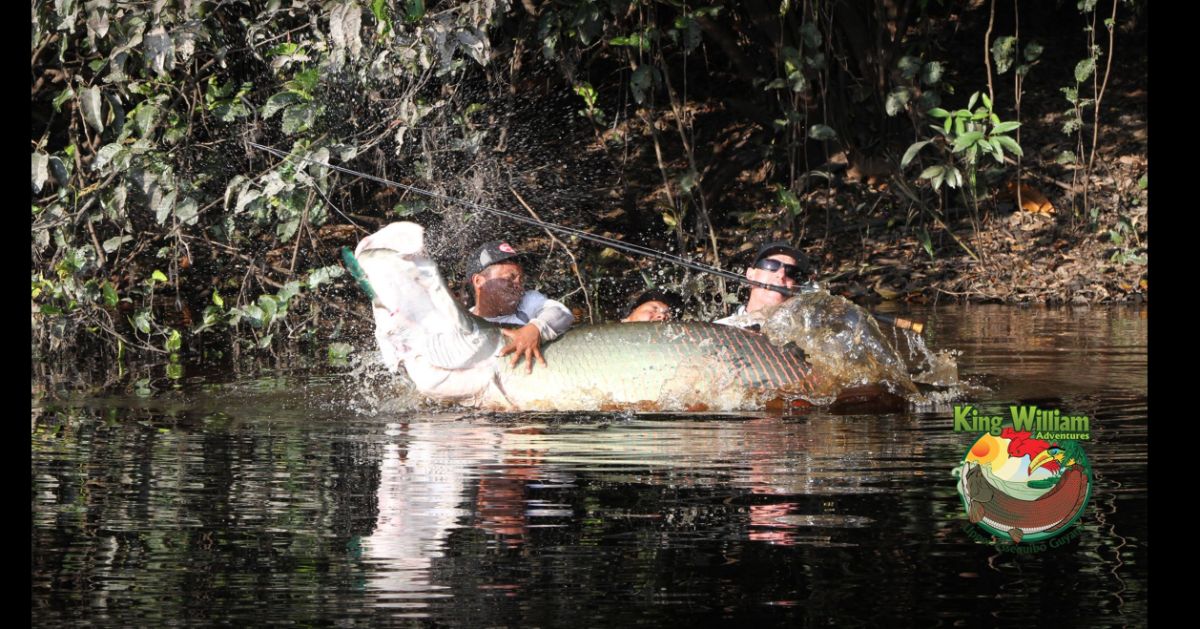 An image of ossiah at King Williams adventure and an arapaima off their facebook