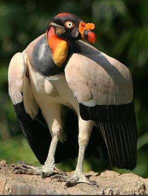 King vulture