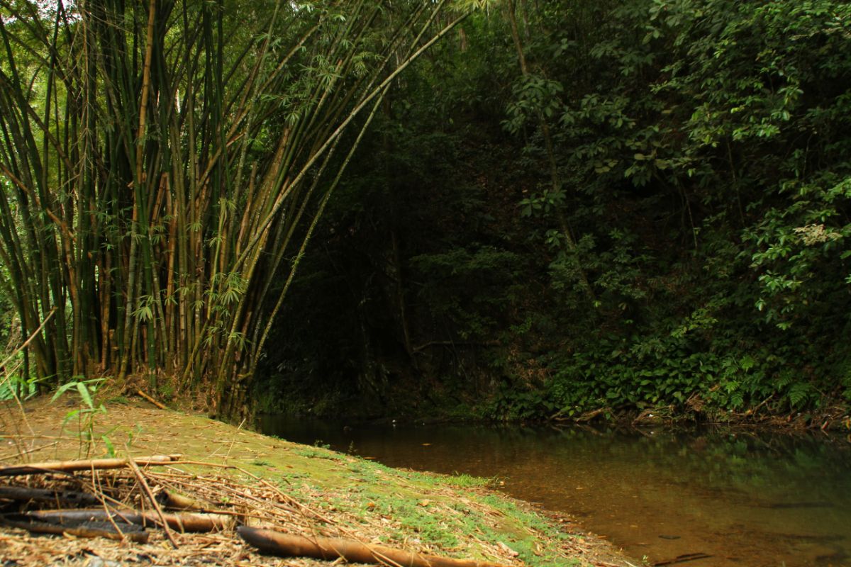 Clump of bamboo