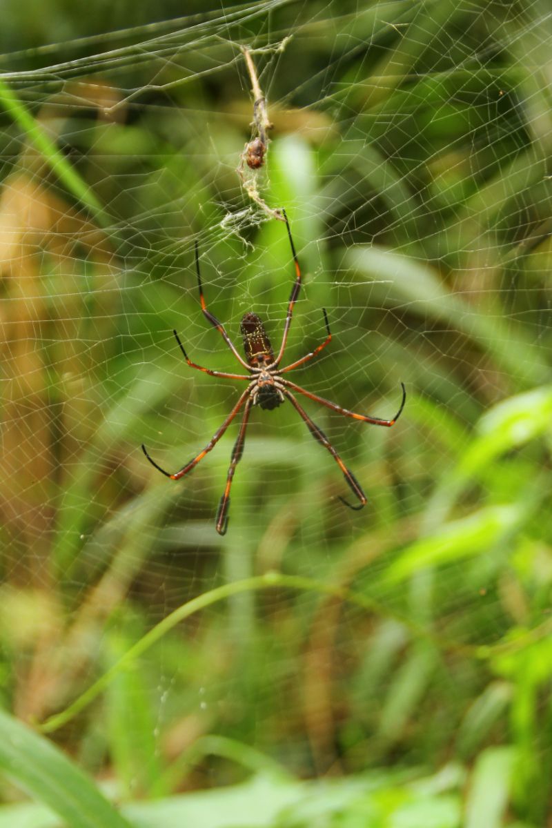 Golden orb weaver